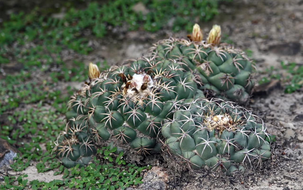 Coryphantha elephantidens