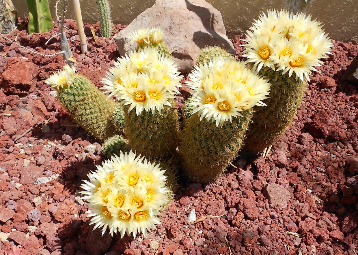 Coryphantha erecta
