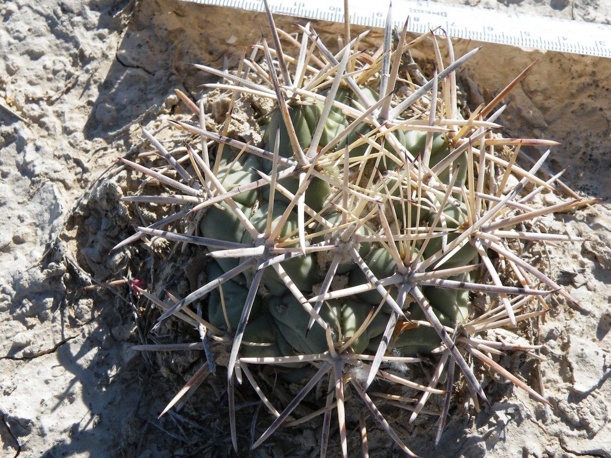 Coryphantha poselgeriana