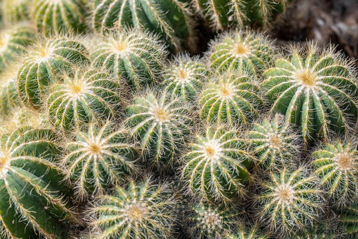Coryphantha sulcolanata