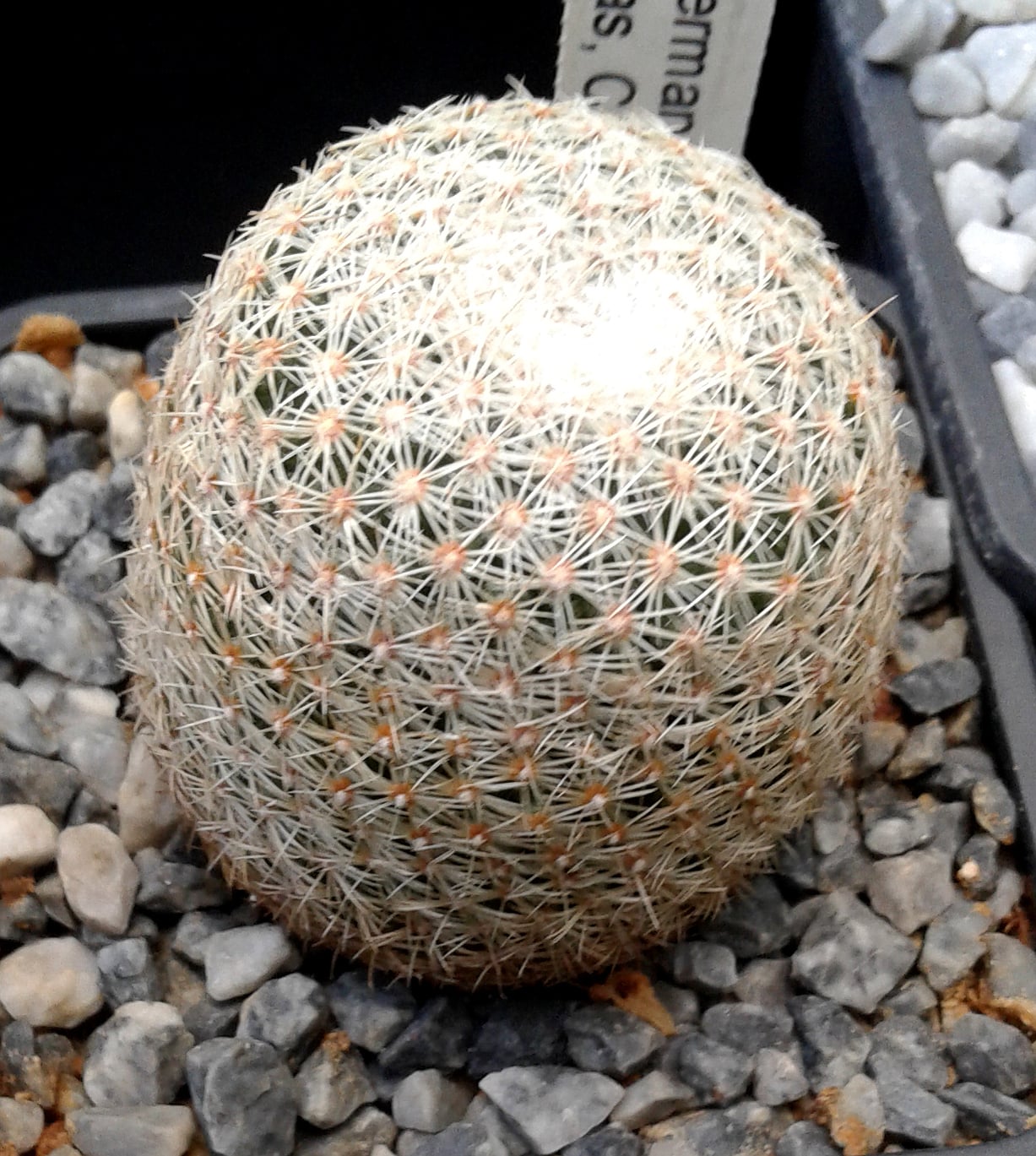 Coryphantha werdermannii