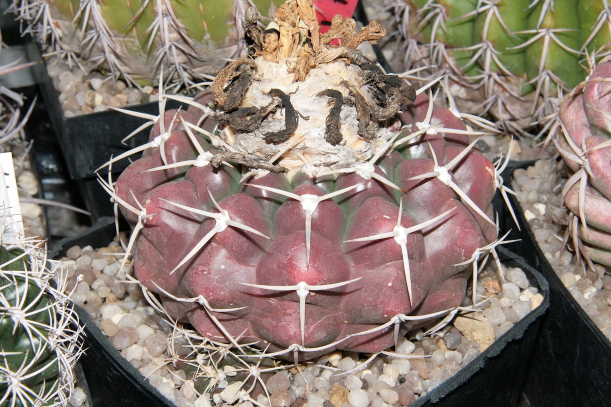 Discocactus boliviensis