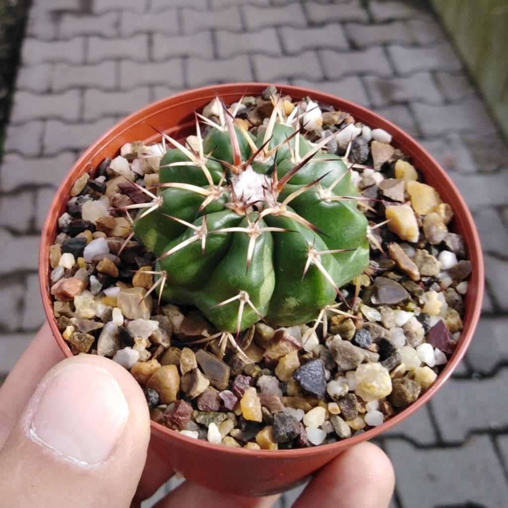 Discocactus placentiformis