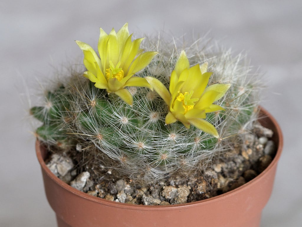 Dolichothele baumii
