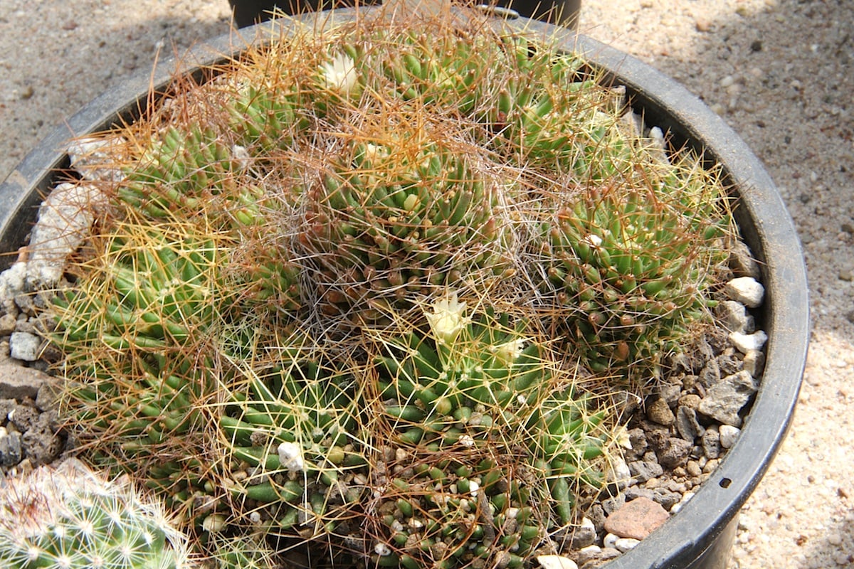 Dolichothele decipiens