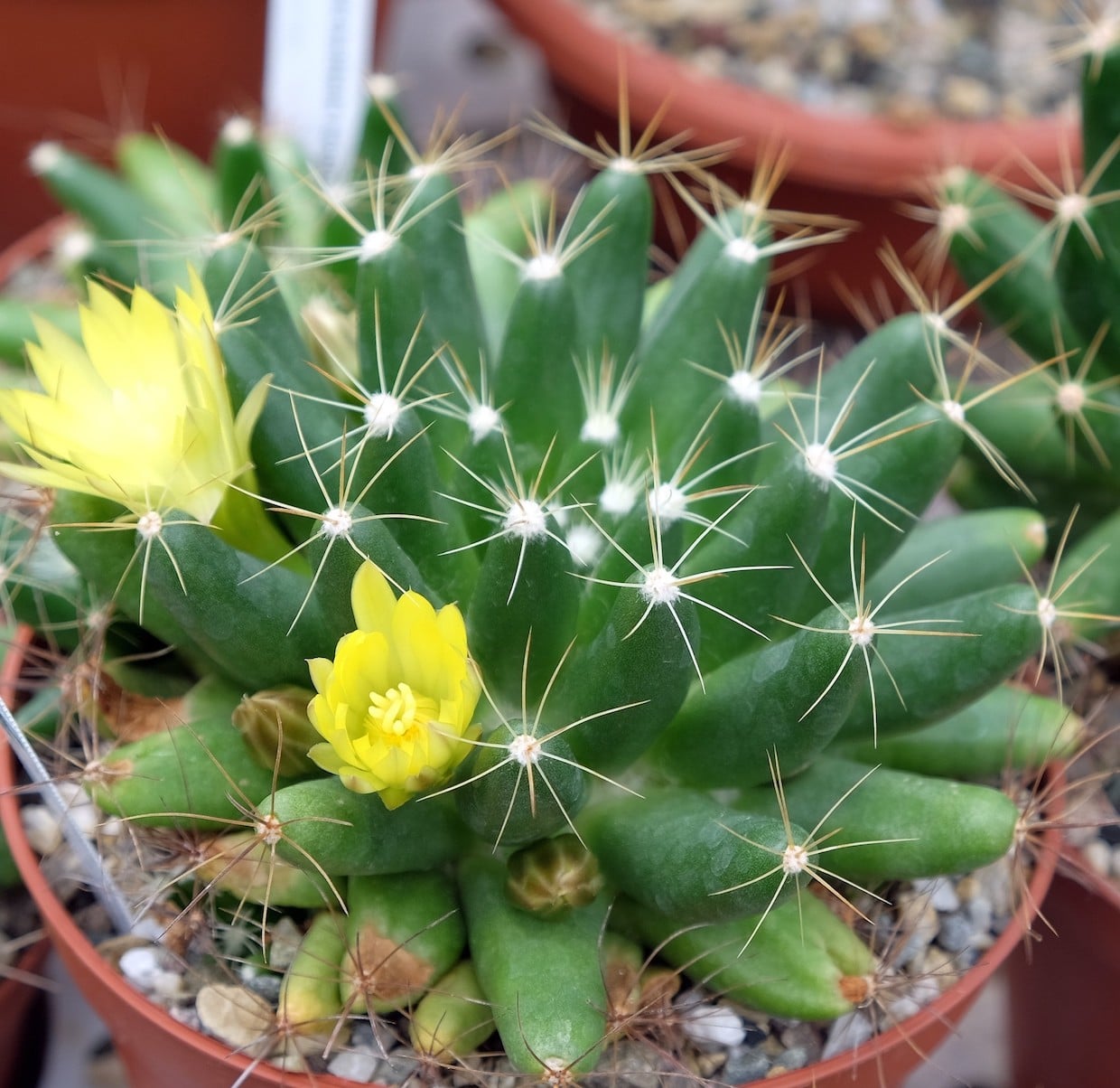 Dolichothele longimamma