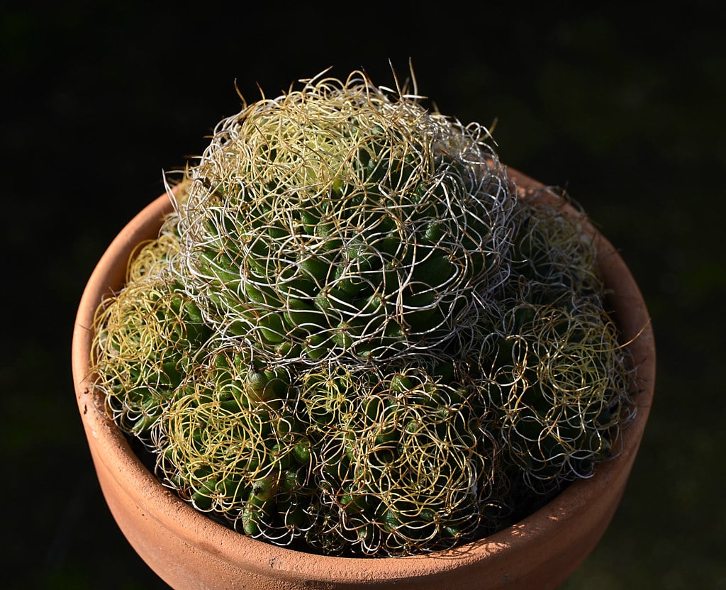Dolichothele marnier lapostollei