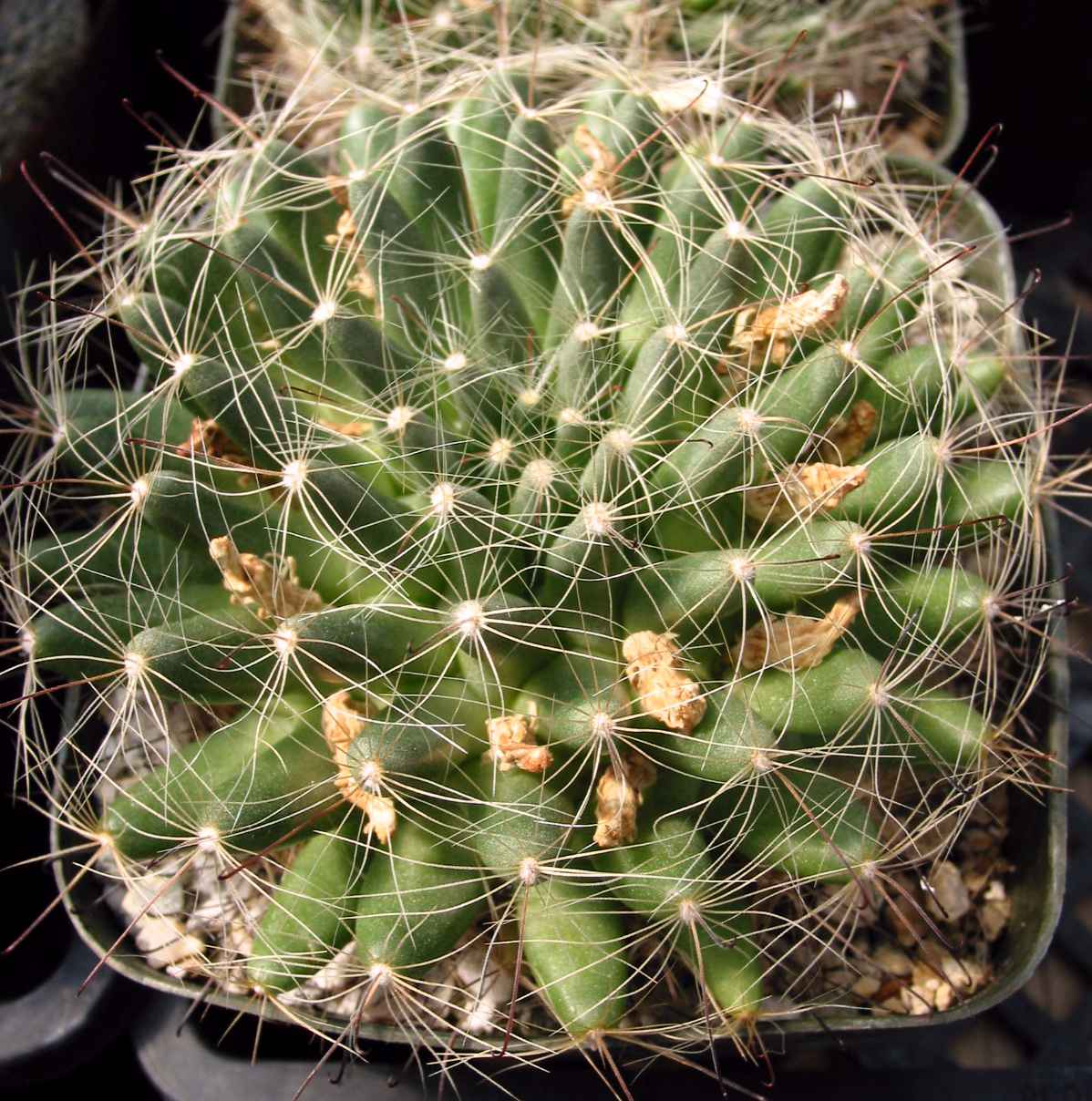 Dolichothele zephyranthoides