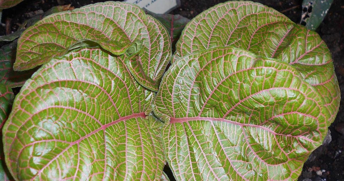 Fittonia gigantea