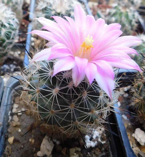 Gymnocactus beguinii