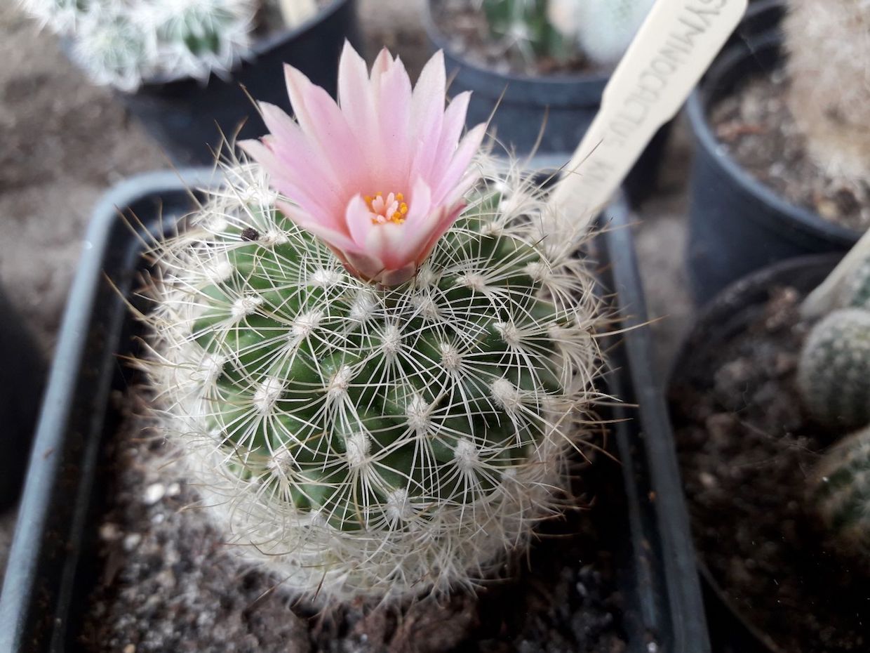 Gymnocactus knuthianus