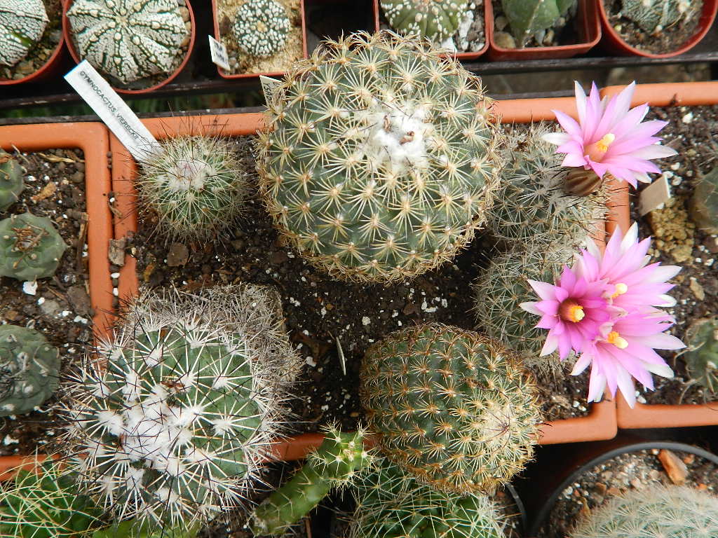 Gymnocactus mandragora