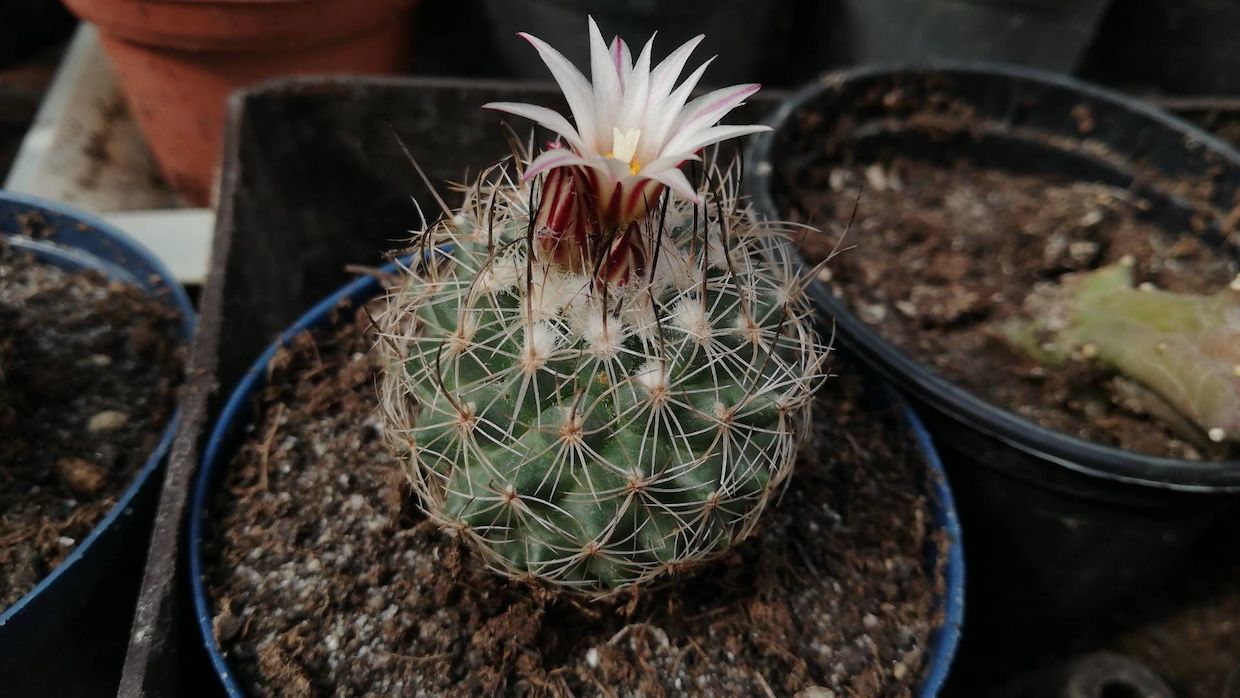 Gymnocactus saueri