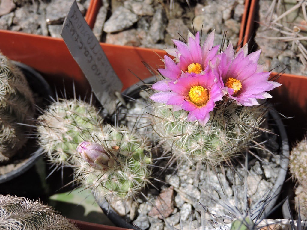 Gymnocactus subterraneus