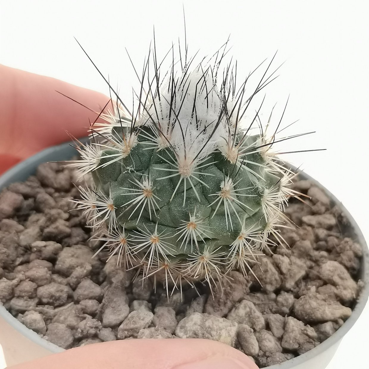 Gymnocactus viereckii