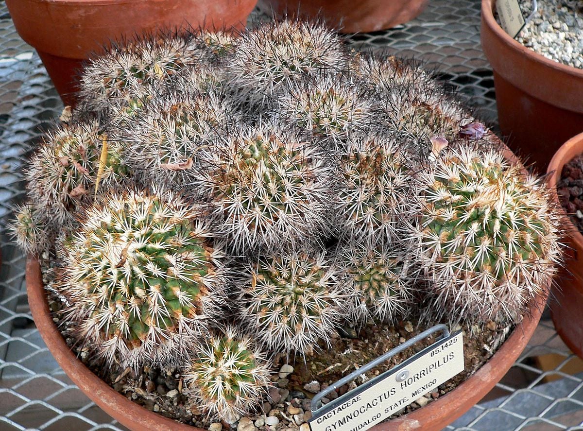 Gymnocactus horripilus