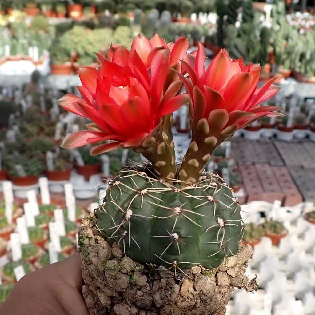 Gymnocalycium baldianum