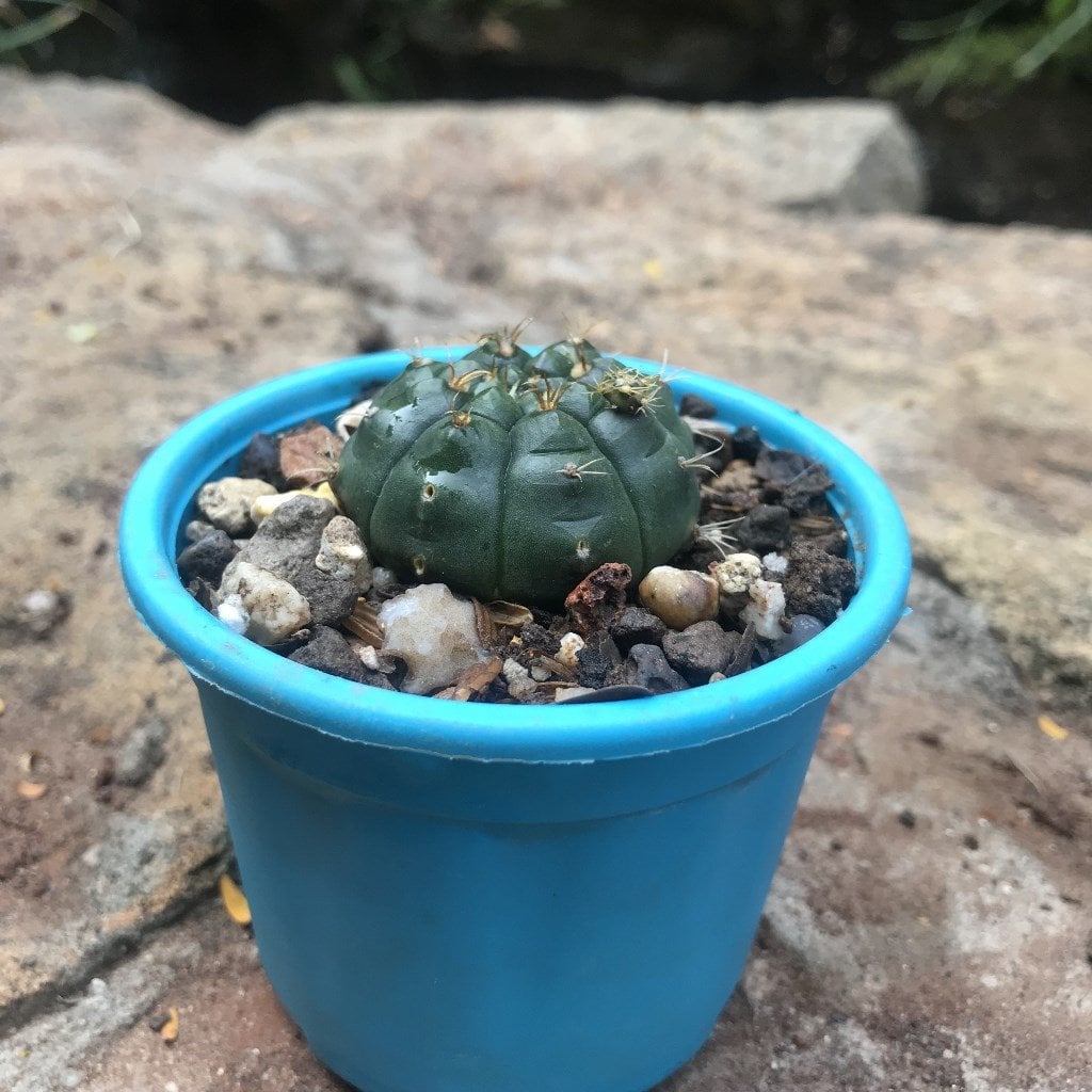 Gymnocalycium damsii