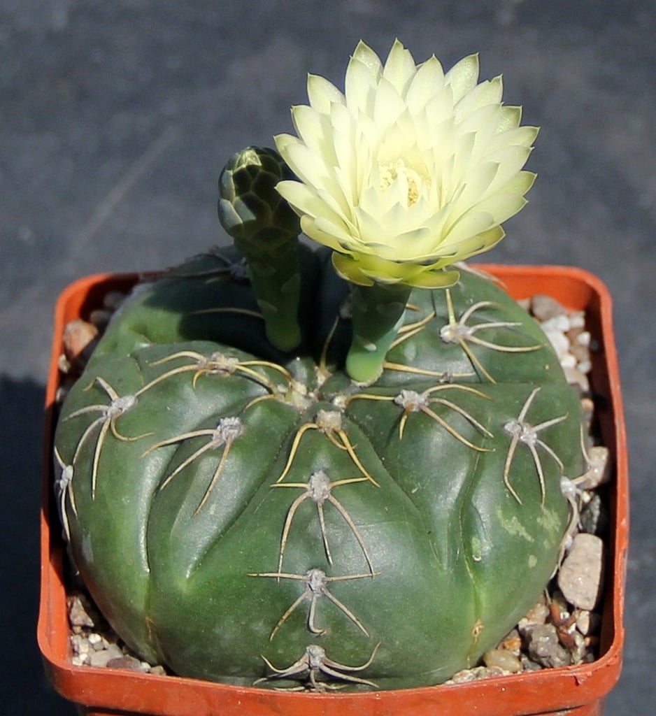 Gymnocalycium denudatum