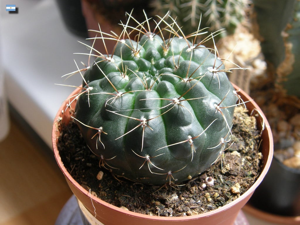 Gymnocalycium gibbosum