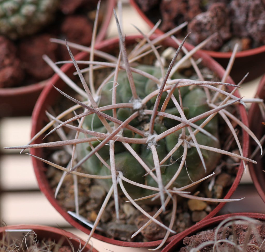 Gymnocalycium hossei