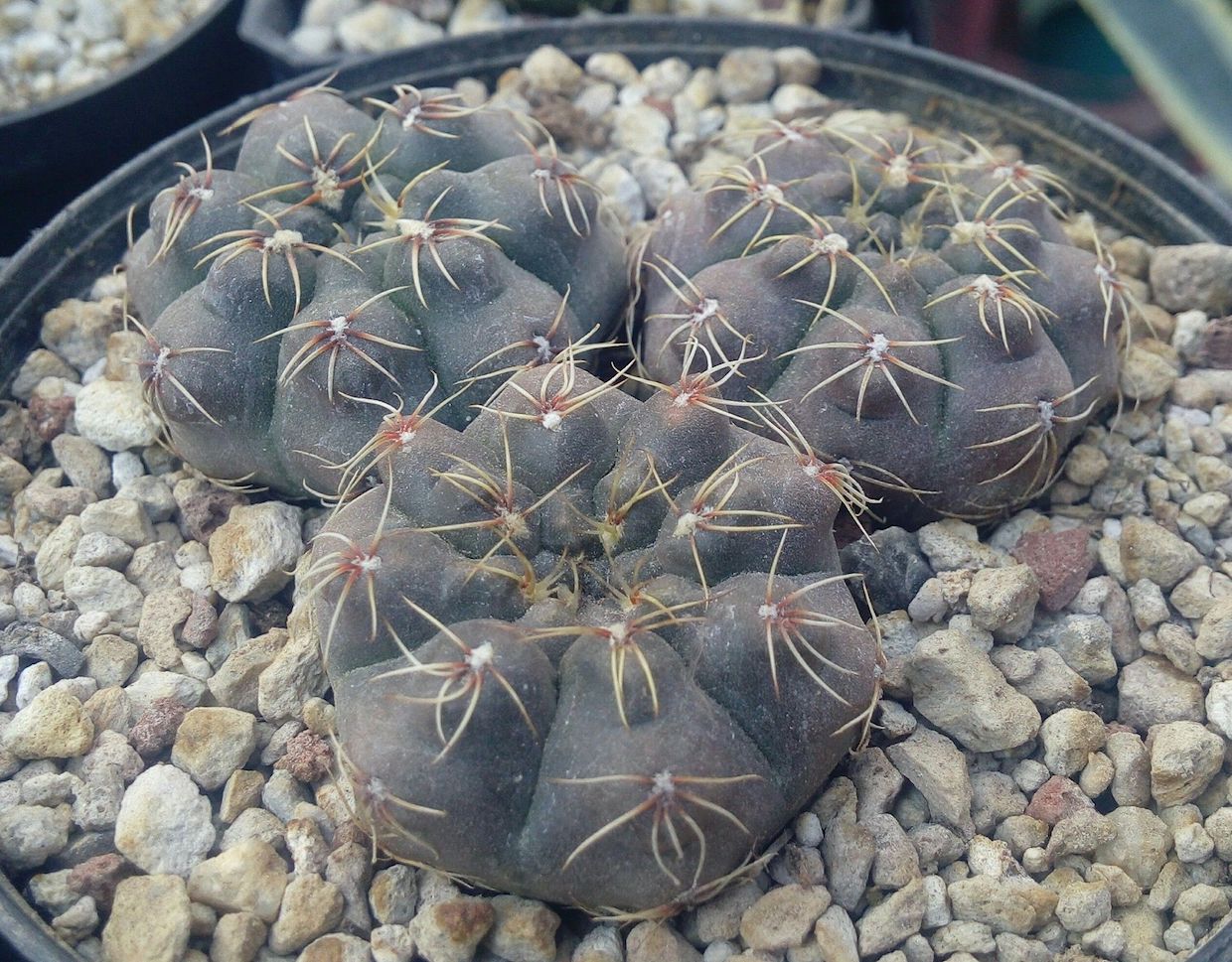 Gymnocalycium leptanthum
