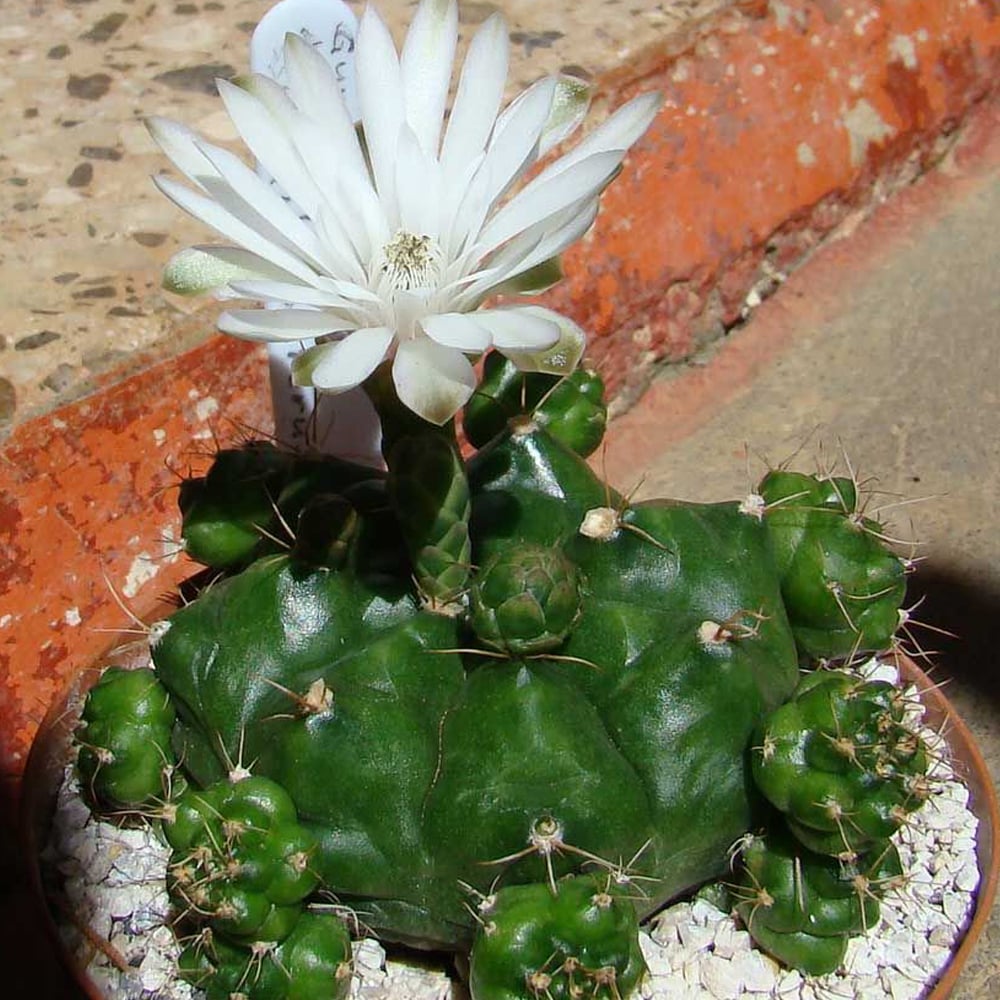 Gymnocalycium marsoneri