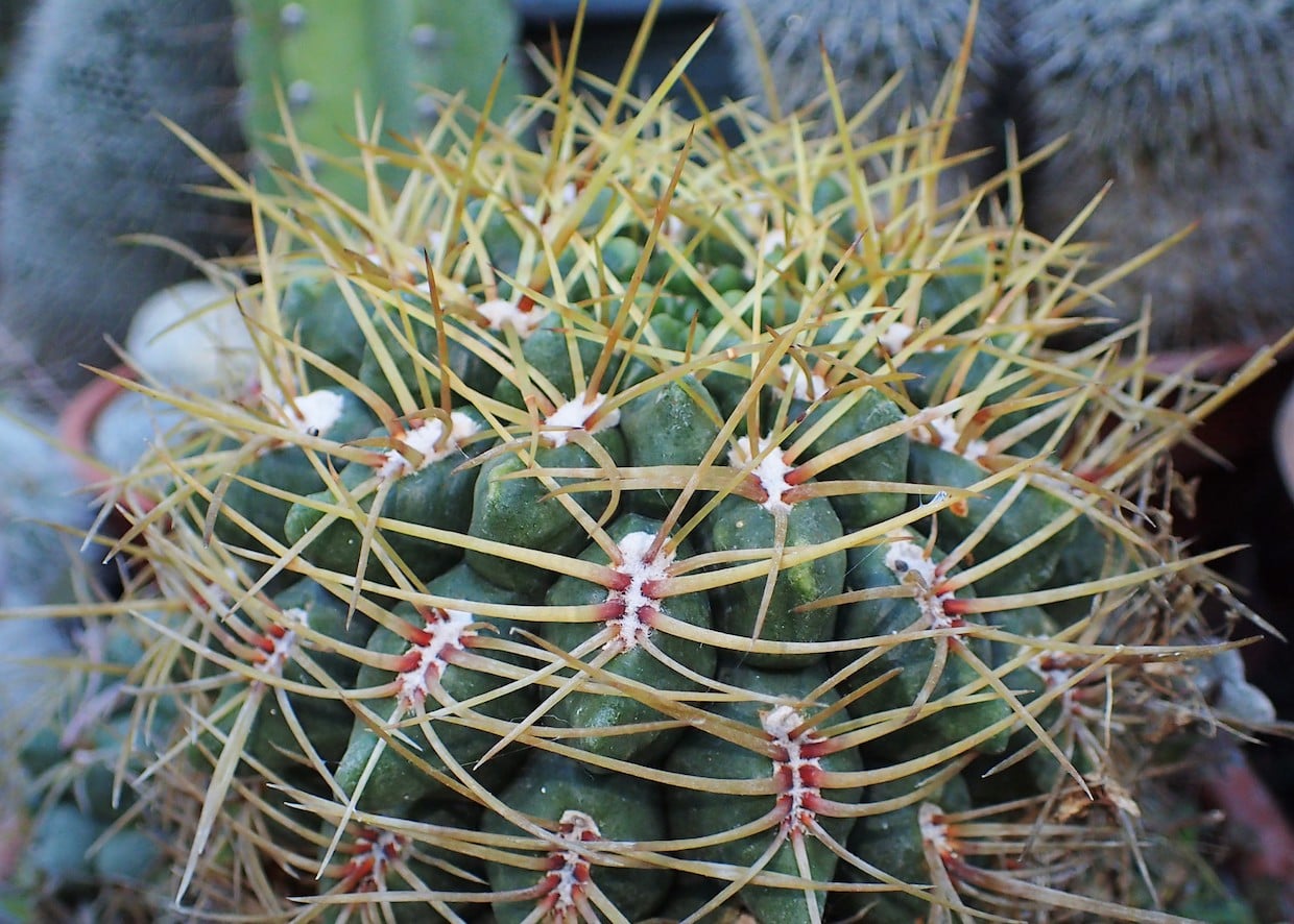 Gymnocalycium monvillei