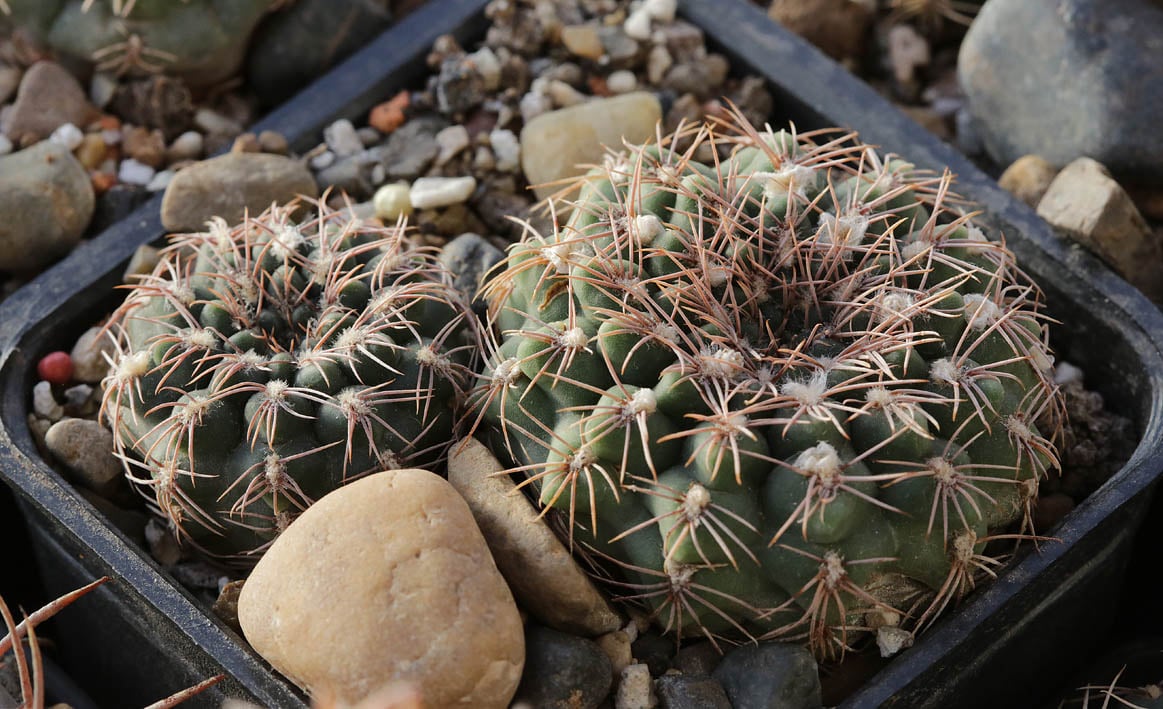 Gymnocalycium parvulum