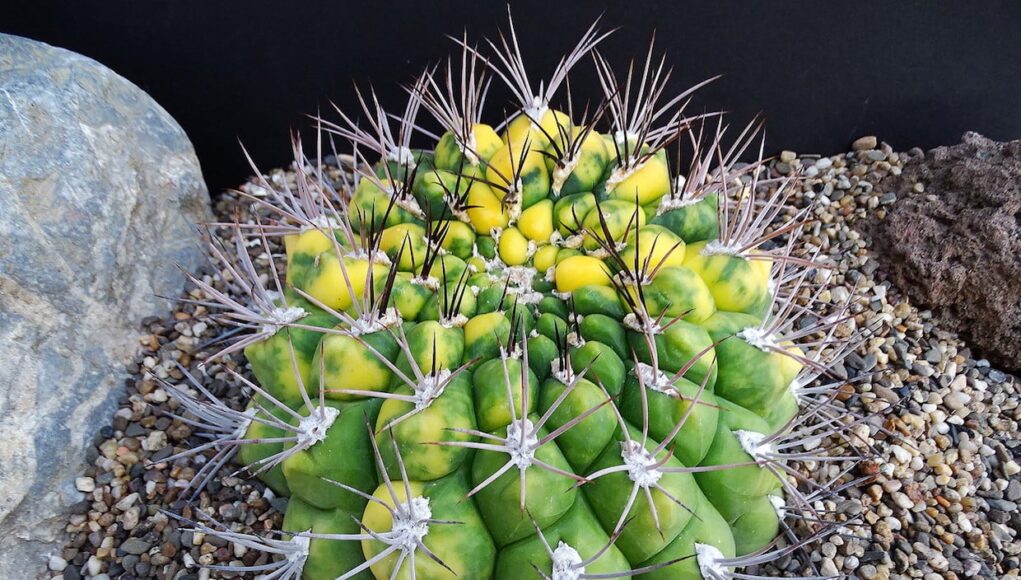 Gymnocalycium saglione