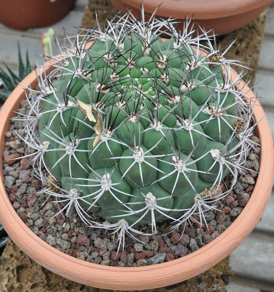 Gymnocalycium saglione