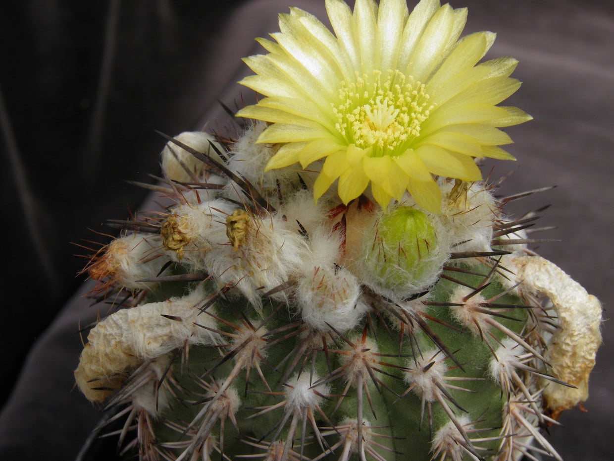 Islaya grandiflorens