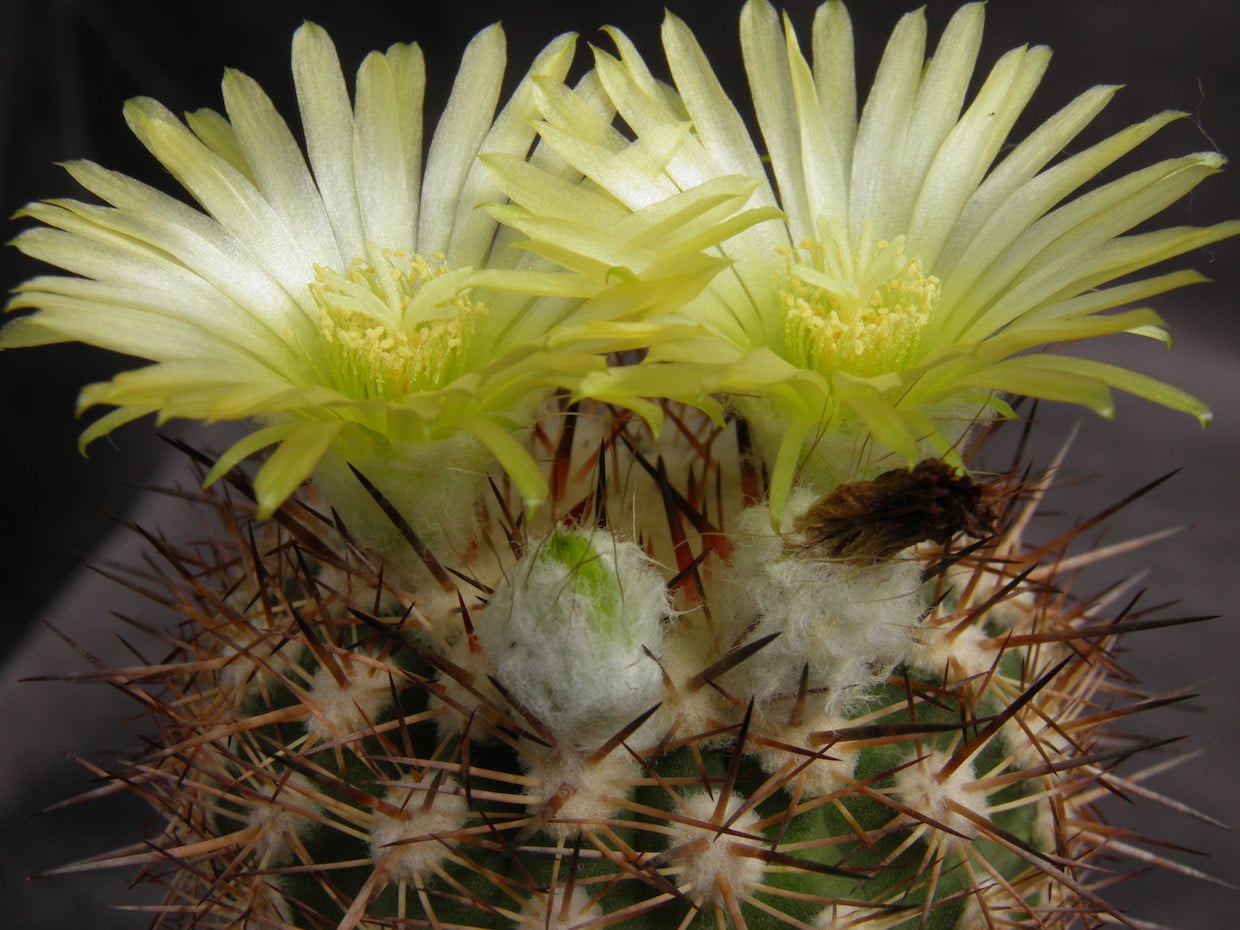 Islaya paucispinosa
