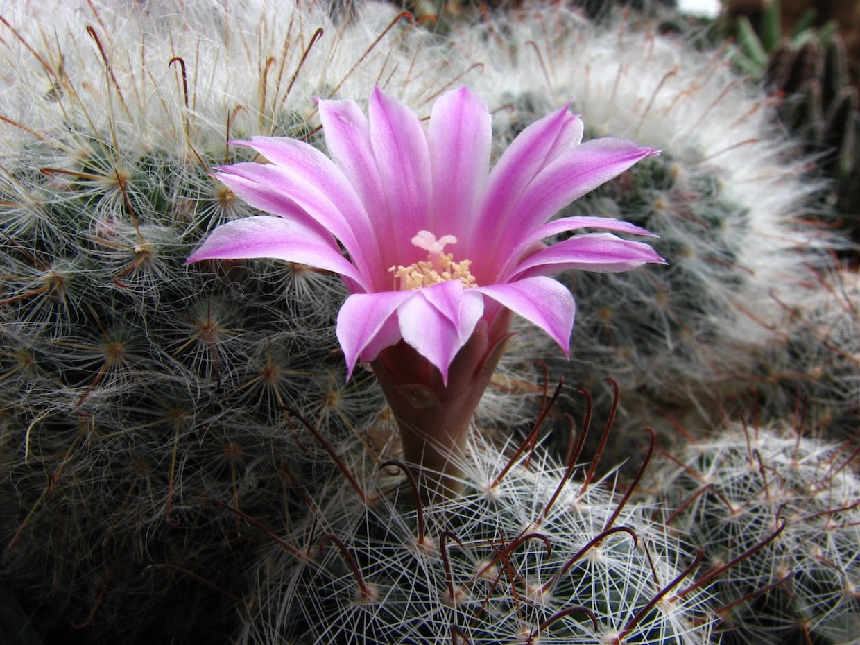 Krainzia longiflora