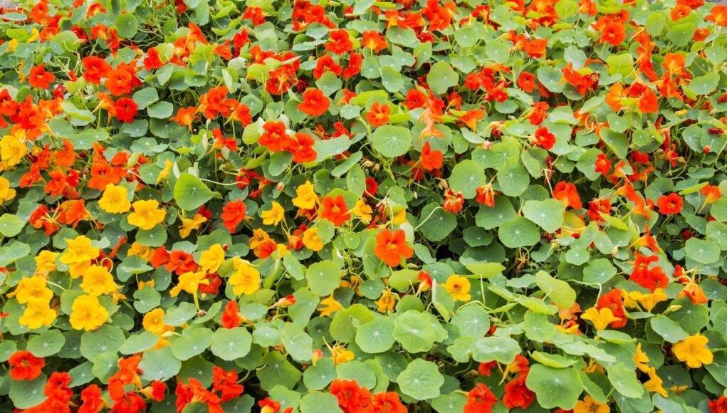 Nasturtium