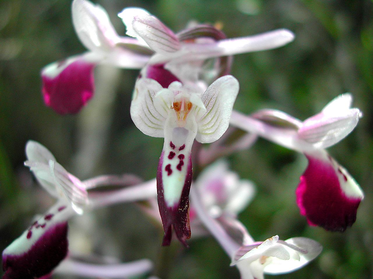 Orchis
