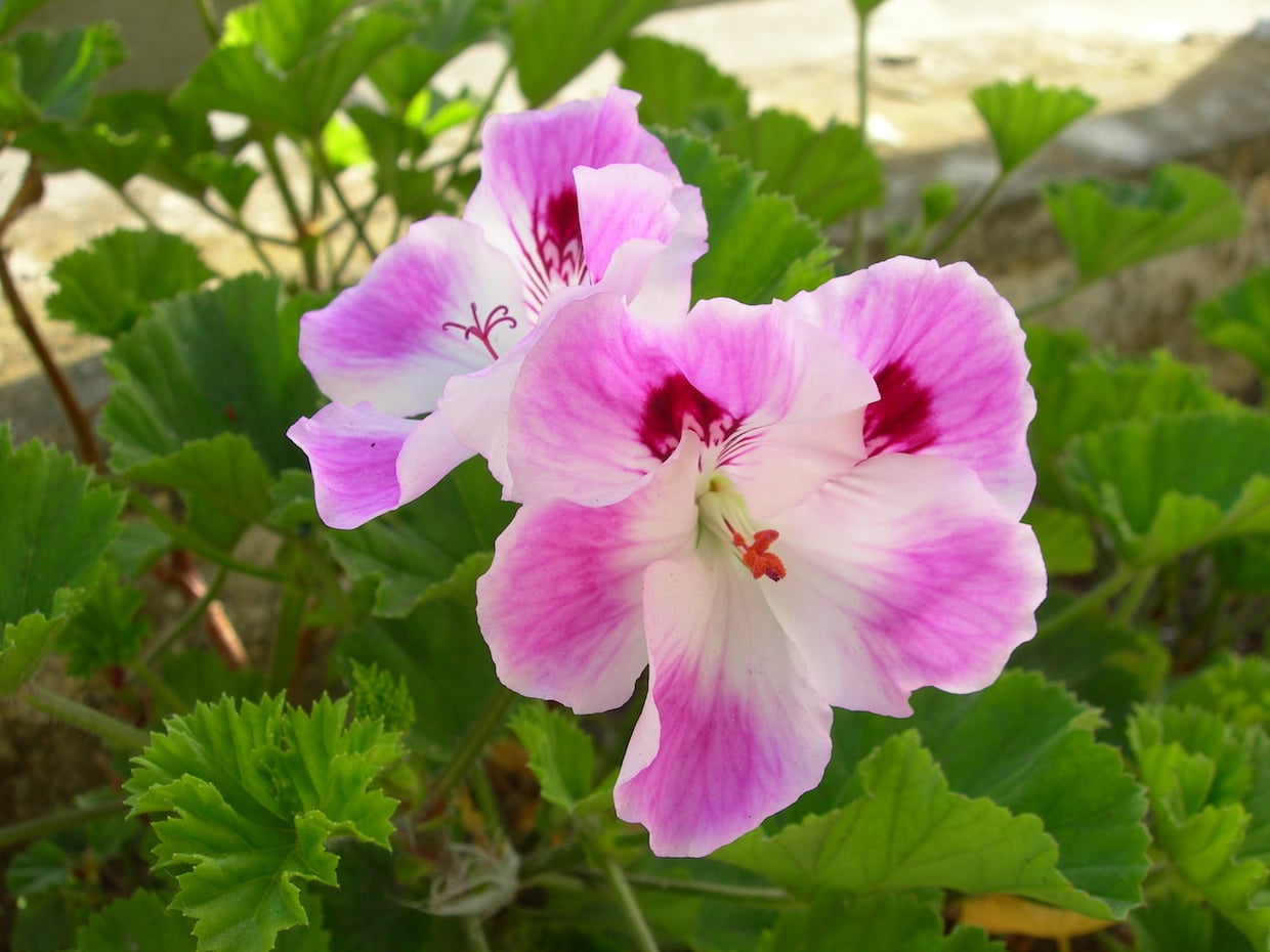 Pelargonium-domesticum