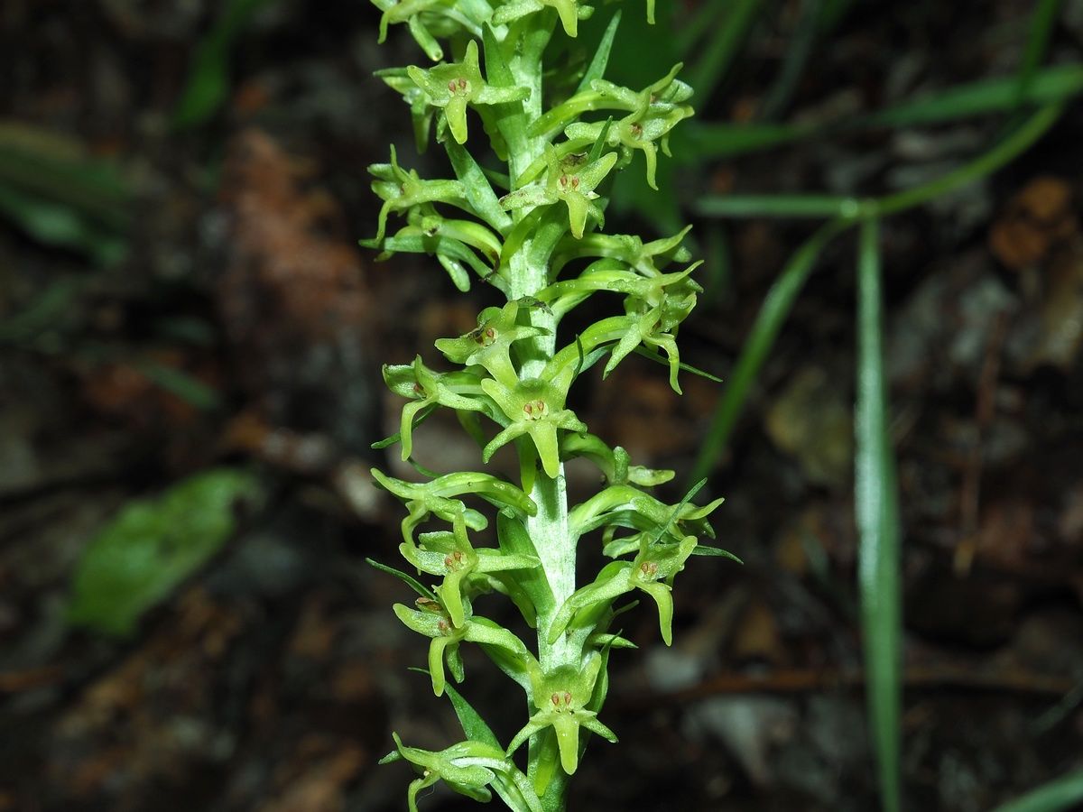 Platanthera