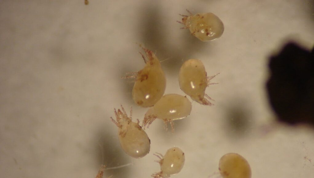 Rhizoglyphus echinopus