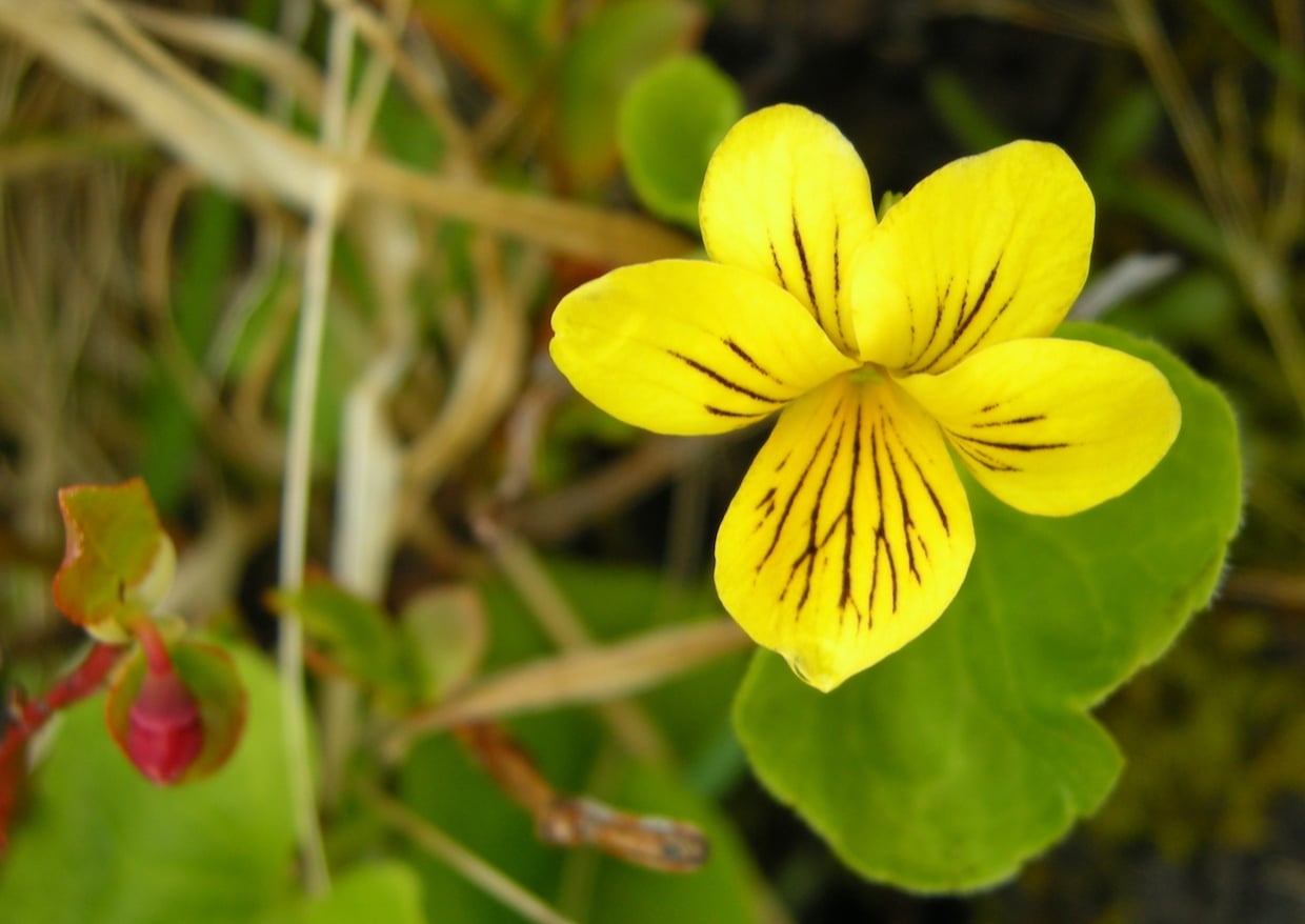 Viola biflora