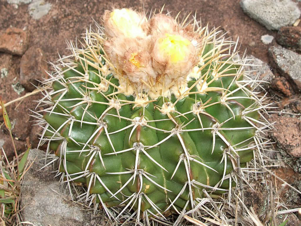 Wigginsia erinacea