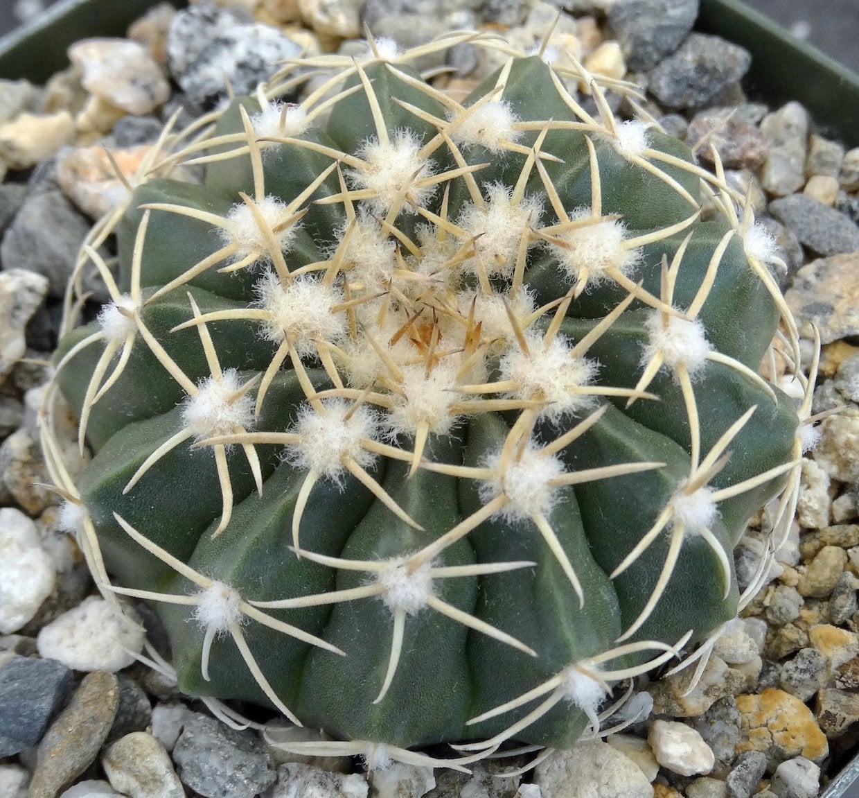 Wigginsia leprosorum