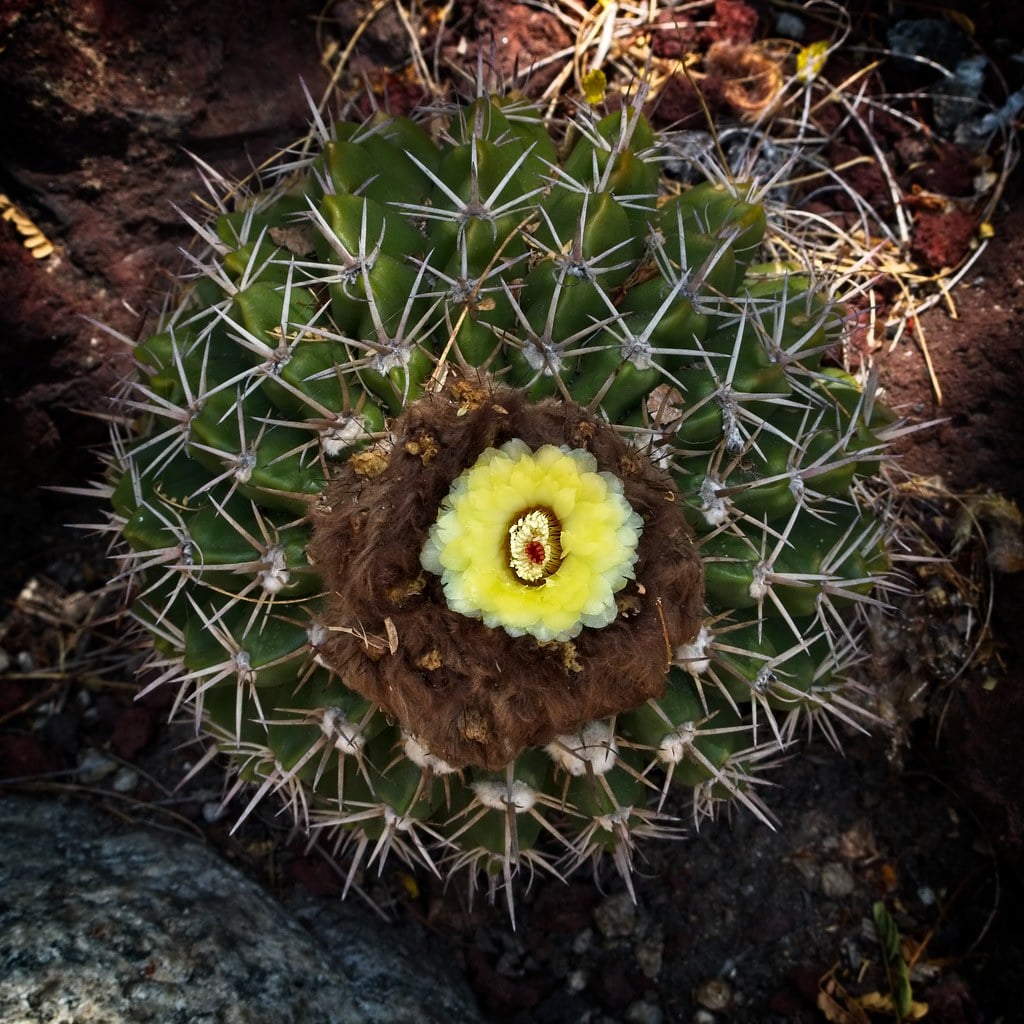 Wigginsia tephracantha