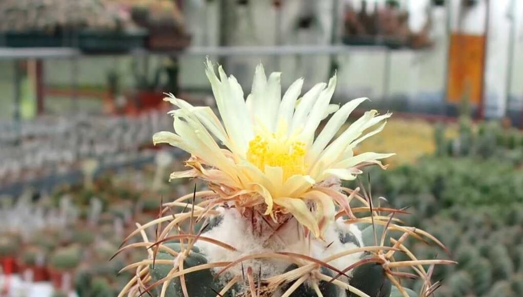 coryphantha calipensis