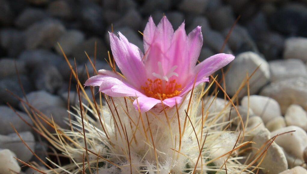 Gymnocactus
