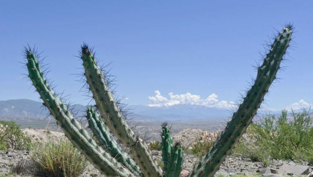 Cereus aethiops
