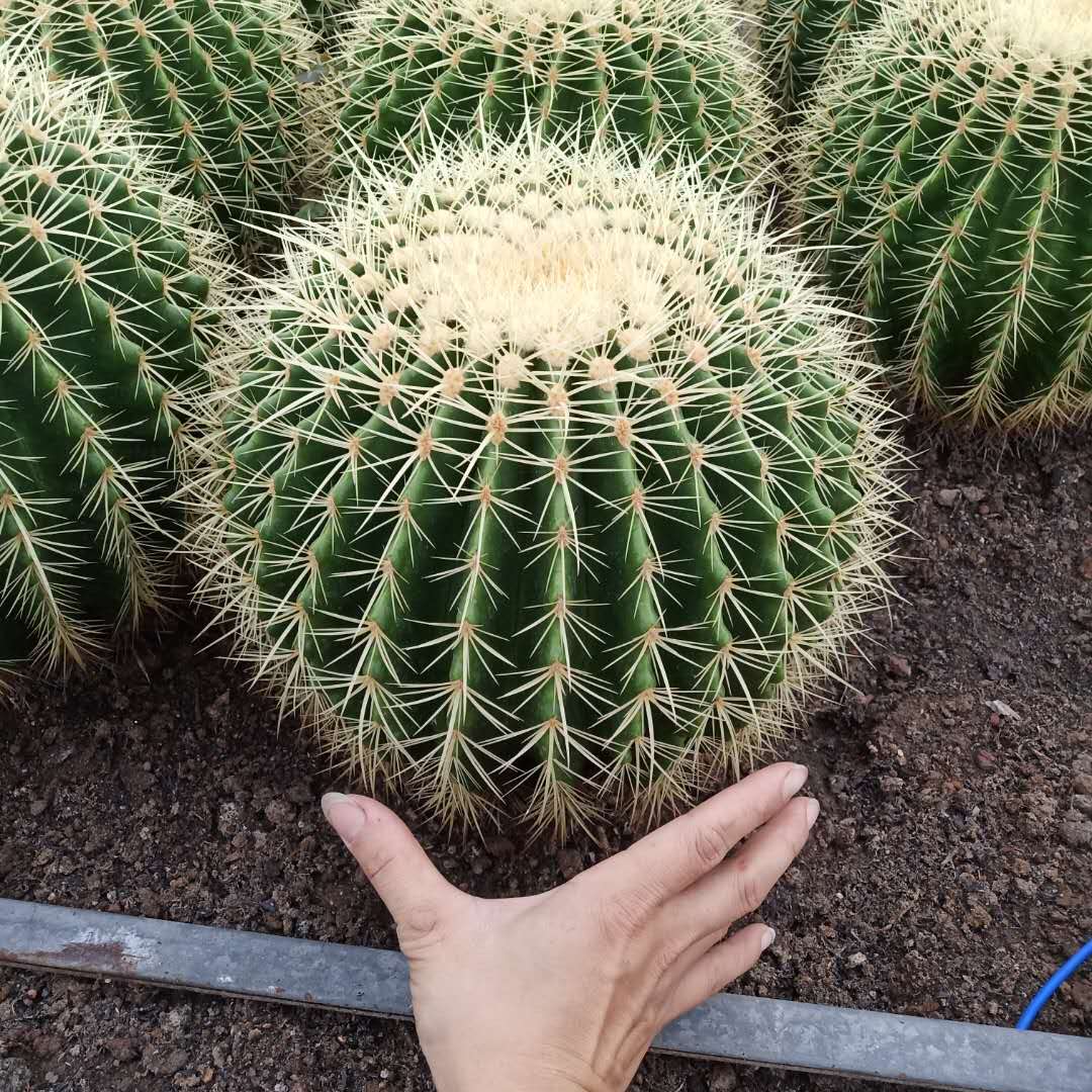 Echinocactus grusonii