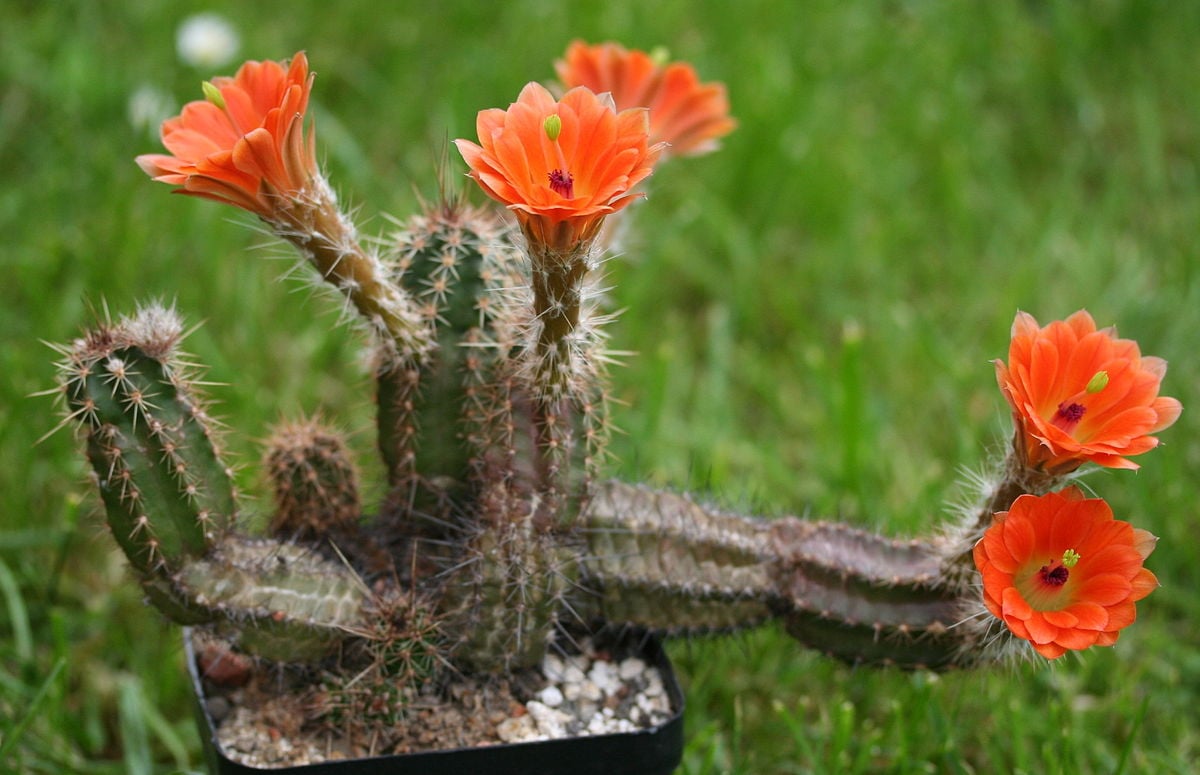 Echinocereus scheeri