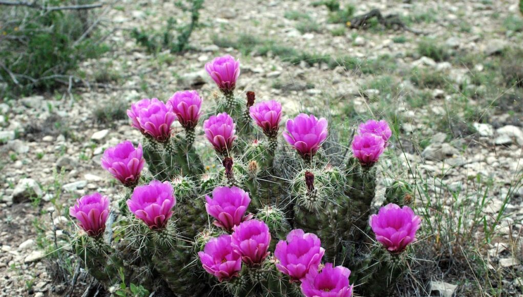 Echinocereus enneacanthus