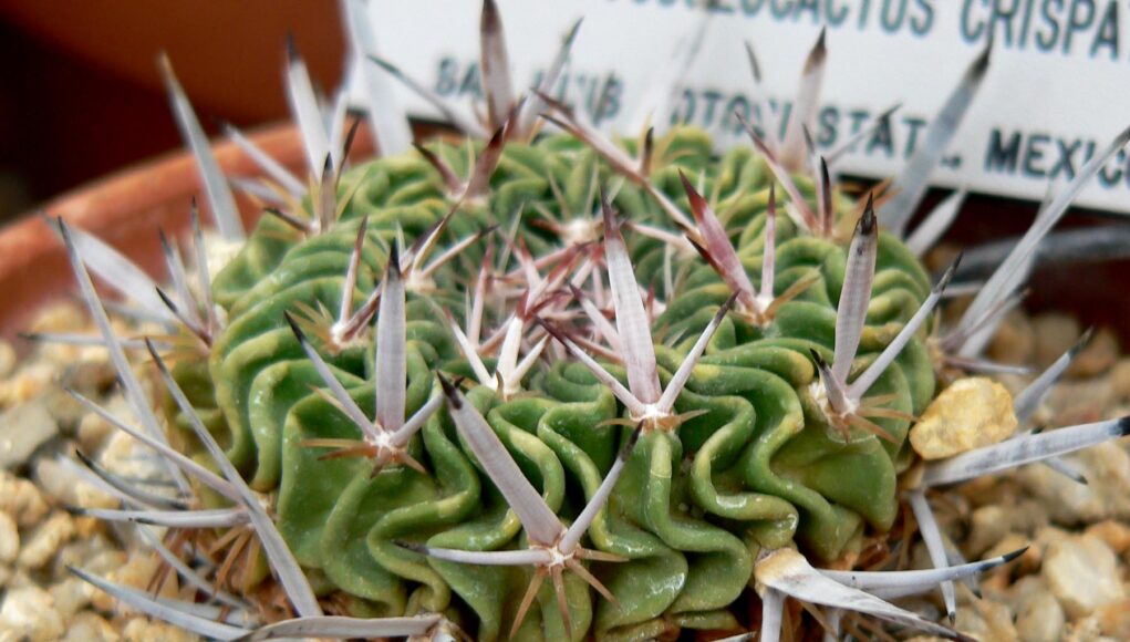 Echinofossulocactus crispatus